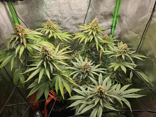 Sensi Amnesia Second Indoor Grow. Week 16