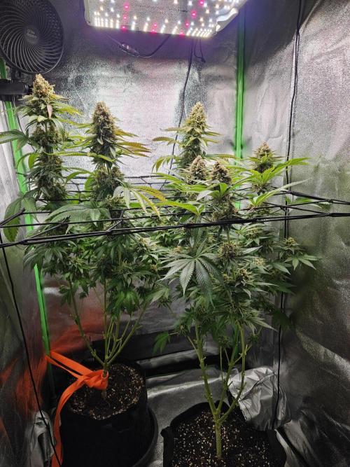 Sensi Amnesia Second Indoor Grow. Week 17