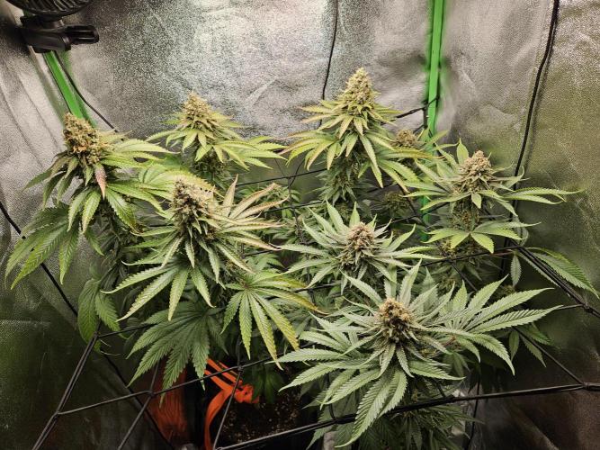 Sensi Amnesia Second Indoor Grow. Week 17