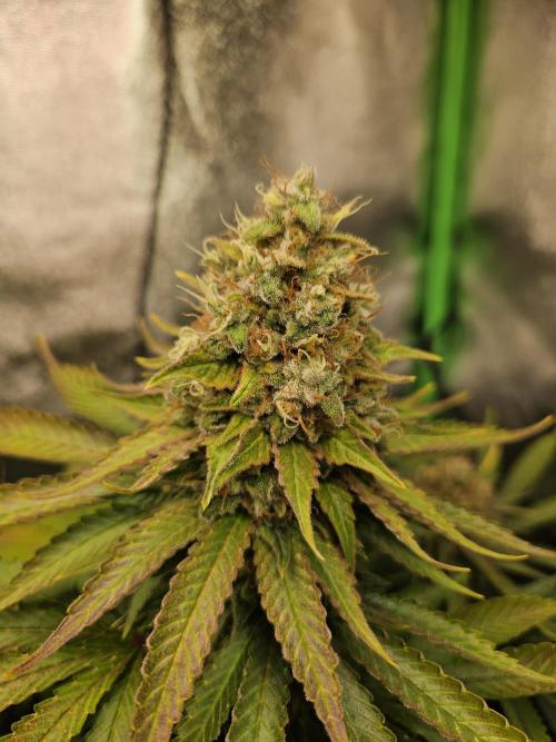 Sensi Amnesia Second Indoor Grow. Week 17