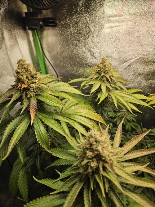 Sensi Amnesia Second Indoor Grow. Week 17