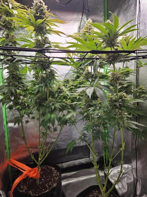 Sensi Amnesia Second Indoor Grow. Week 17