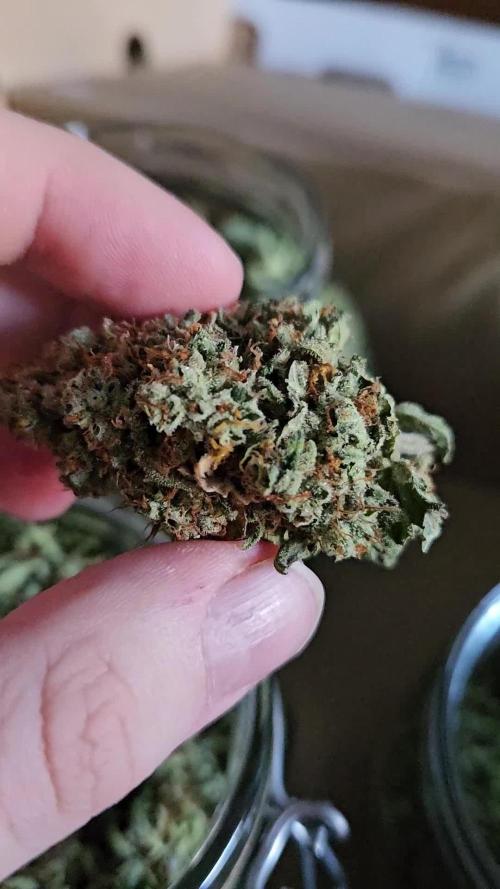 Sensi Amnesia Second Indoor Grow