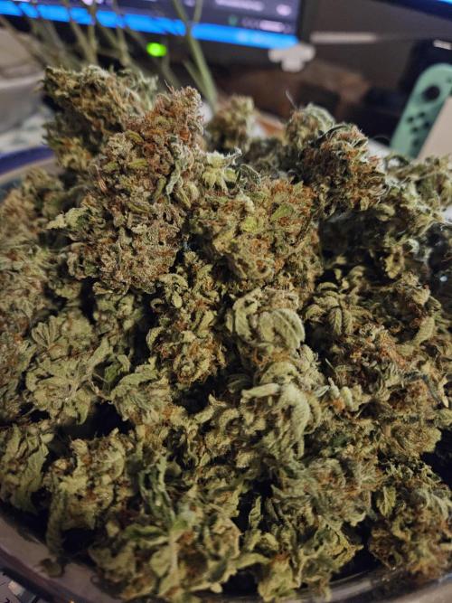 Sensi Amnesia Second Indoor Grow. Week 18