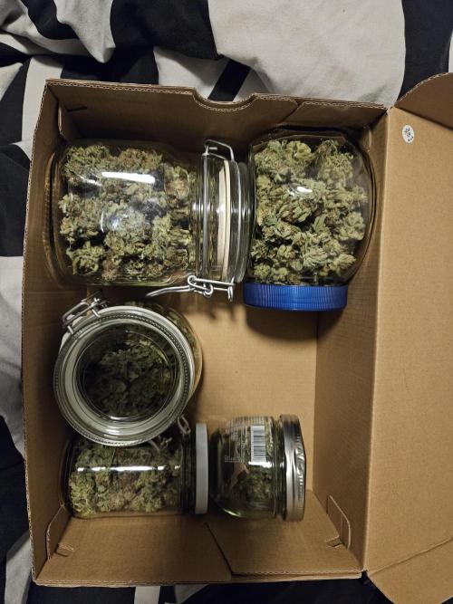 Sensi Amnesia Second Indoor Grow. Week 18