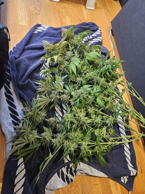 Sensi Amnesia Second Indoor Grow. Week 18