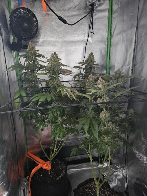 Sensi Amnesia Second Indoor Grow. Week 18