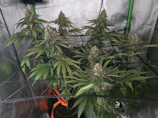 Sensi Amnesia Second Indoor Grow. Week 18