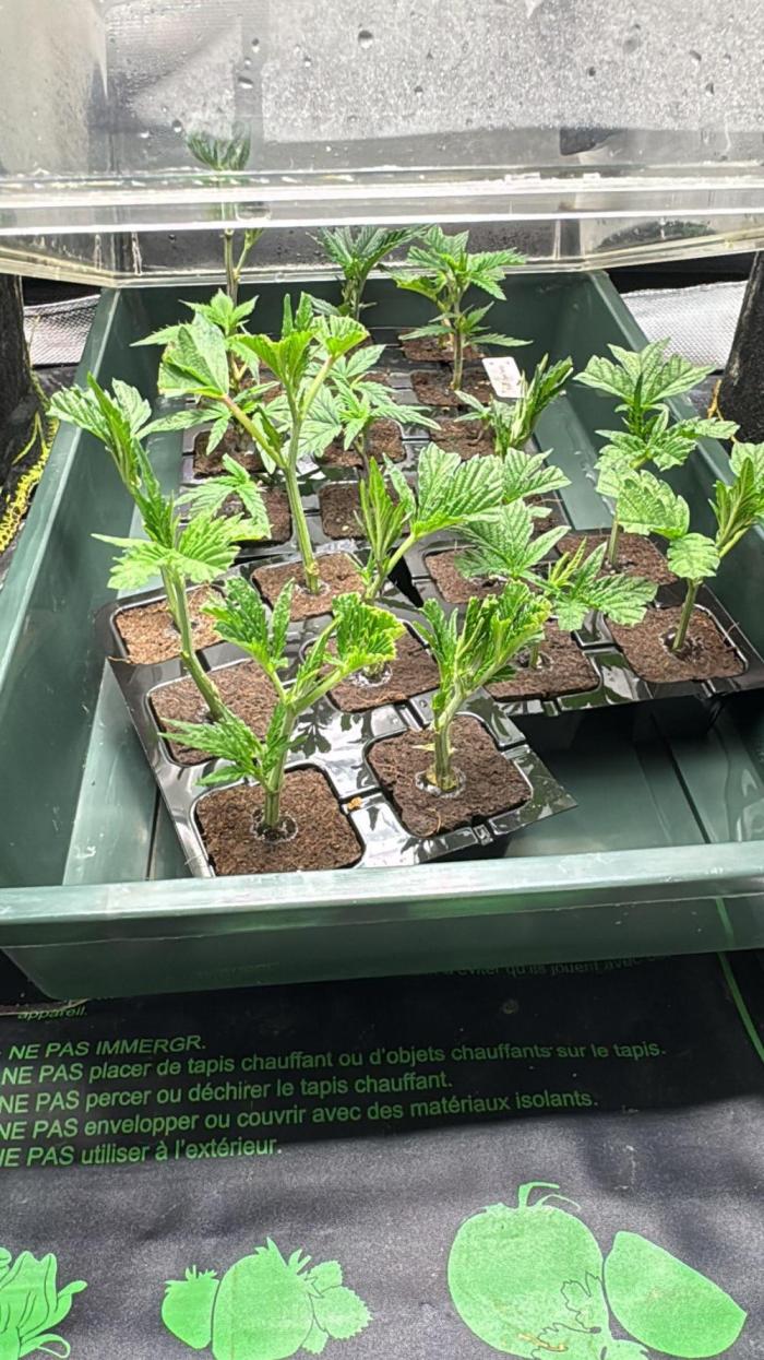 Frist Class Funk..CG Cut. Week 0 - Clones Frist Class Funk 