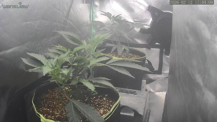 Frist Class Funk..CG Cut. Week 4