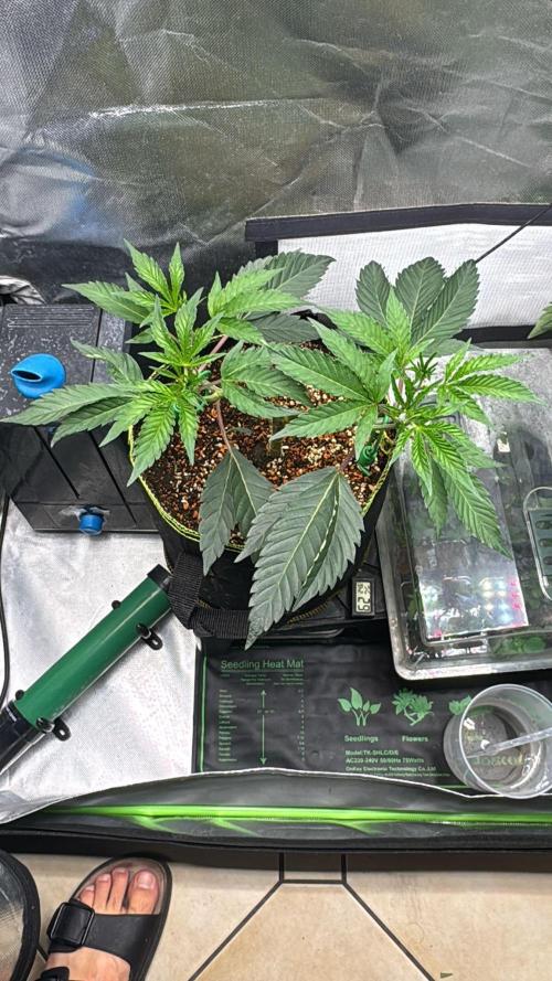 Frist Class Funk..CG Cut. Week 4