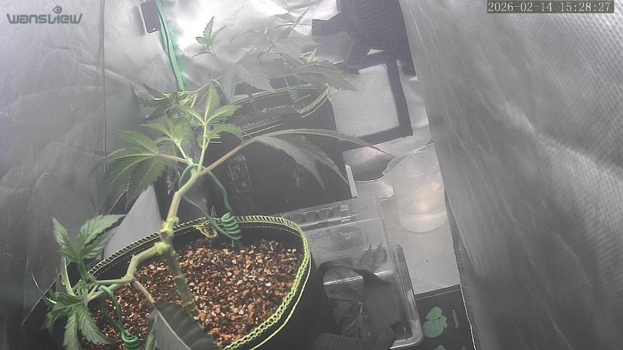 Frist Class Funk..CG Cut. Week 4