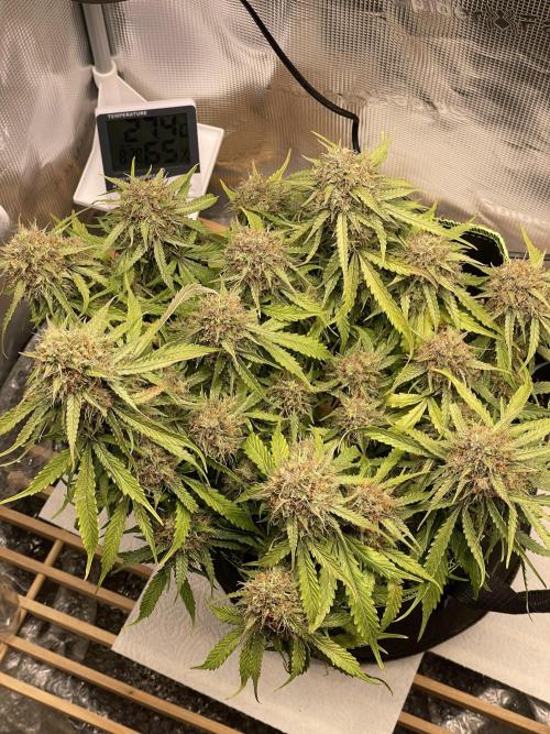 Cookie Gelato. Week 8