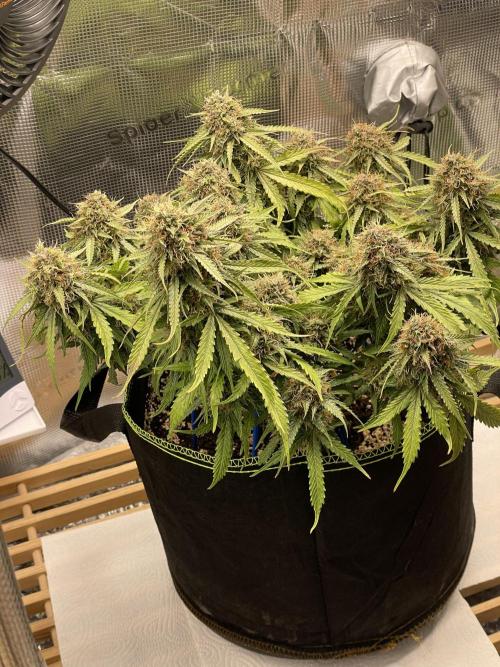 Cookie Gelato. Week 8