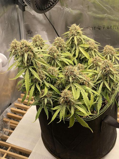 Cookie Gelato. Week 8