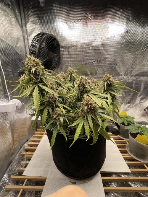 Cookie Gelato. Week 8