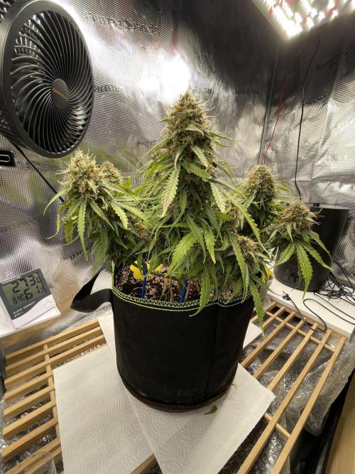 Cookie Gelato. Week 8