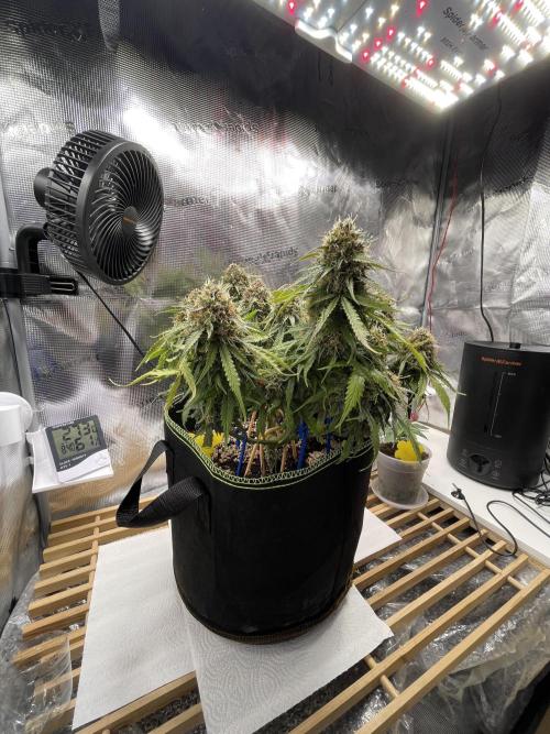 Cookie Gelato. Week 8