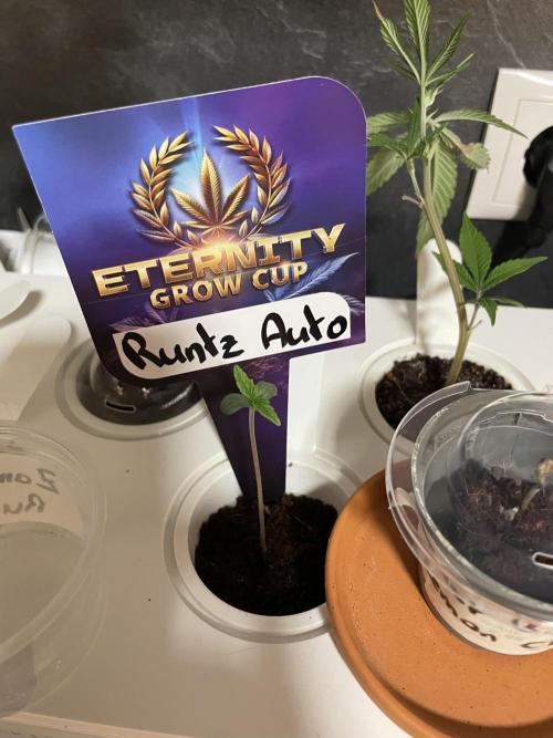 Eternity Cup Grow 2025 Runtz Auto Zamnesia. Week 1