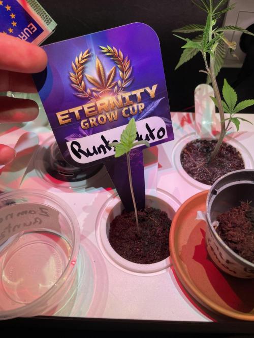 Eternity Cup Grow 2025 Runtz Auto Zamnesia. Week 1