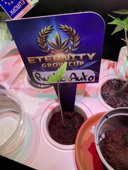 Eternity Cup Grow 2025 Runtz Auto Zamnesia. Week 1
