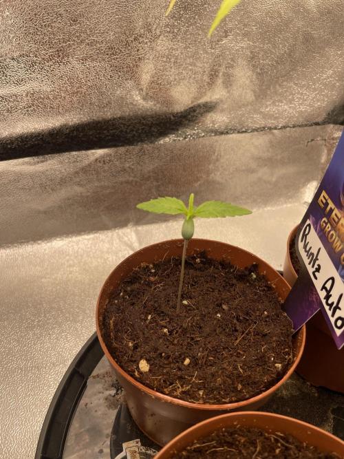 Eternity Cup Grow 2025 Runtz Auto Zamnesia. Week 2