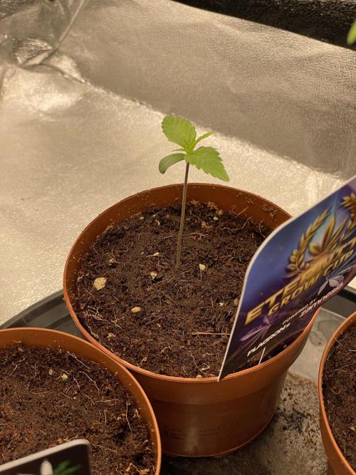 Eternity Cup Grow 2025 Runtz Auto Zamnesia. Week 2