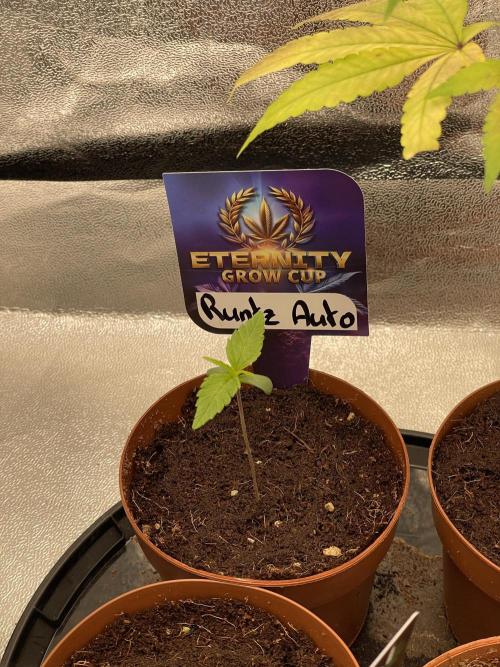Eternity Cup Grow 2025 Runtz Auto Zamnesia. Week 2