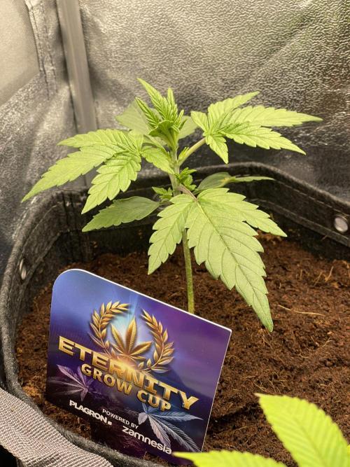 Eternity Cup Grow 2025 Runtz Auto Zamnesia. Week 3
