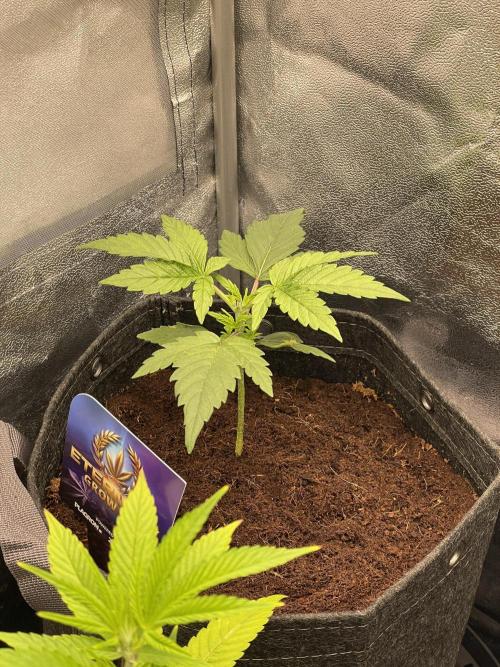 Eternity Cup Grow 2025 Runtz Auto Zamnesia. Week 3