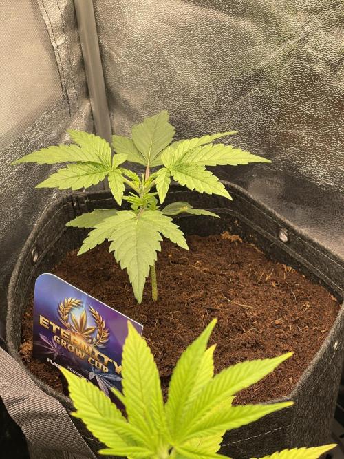 Eternity Cup Grow 2025 Runtz Auto Zamnesia. Week 3