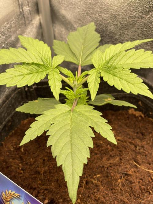 Eternity Cup Grow 2025 Runtz Auto Zamnesia. Week 3