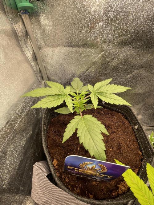 Eternity Cup Grow 2025 Runtz Auto Zamnesia. Week 3