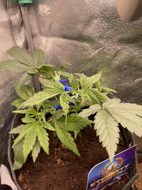 Eternity Cup Grow 2025 Runtz Auto Zamnesia. Week 4