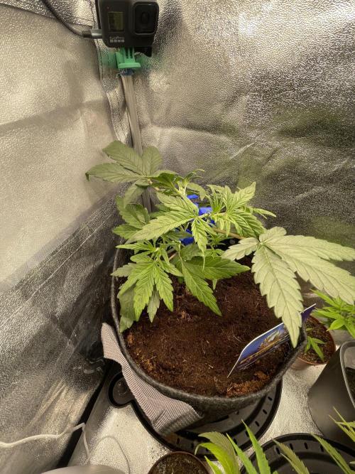 Eternity Cup Grow 2025 Runtz Auto Zamnesia. Week 4