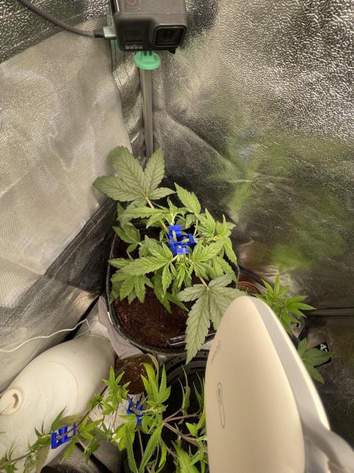 Eternity Cup Grow 2025 Runtz Auto Zamnesia. Week 4