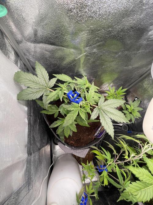 Eternity Cup Grow 2025 Runtz Auto Zamnesia. Week 4