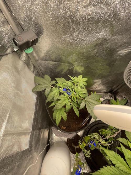 Eternity Cup Grow 2025 Runtz Auto Zamnesia. Week 4