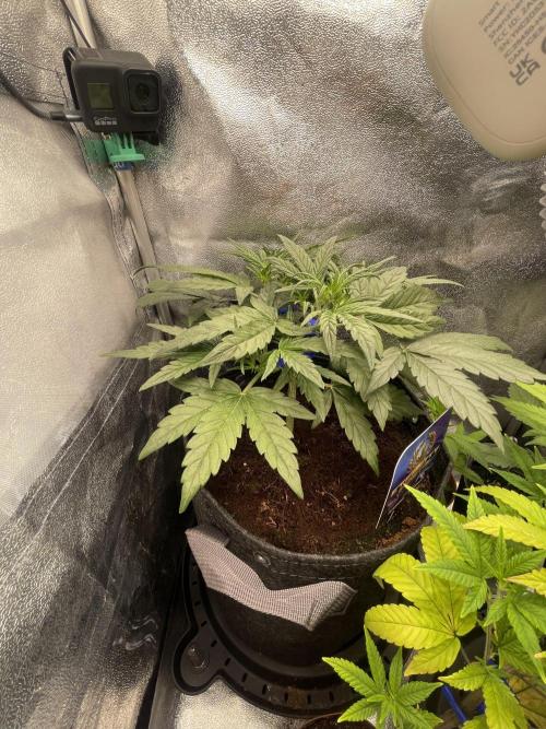 Eternity Cup Grow 2025 Runtz Auto Zamnesia. Week 4