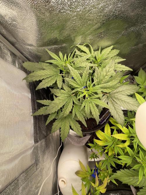 Eternity Cup Grow 2025 Runtz Auto Zamnesia. Week 4