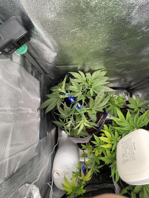 Eternity Cup Grow 2025 Runtz Auto Zamnesia. Week 4