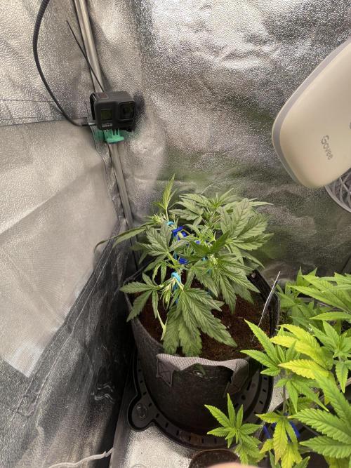 Eternity Cup Grow 2025 Runtz Auto Zamnesia. Week 4