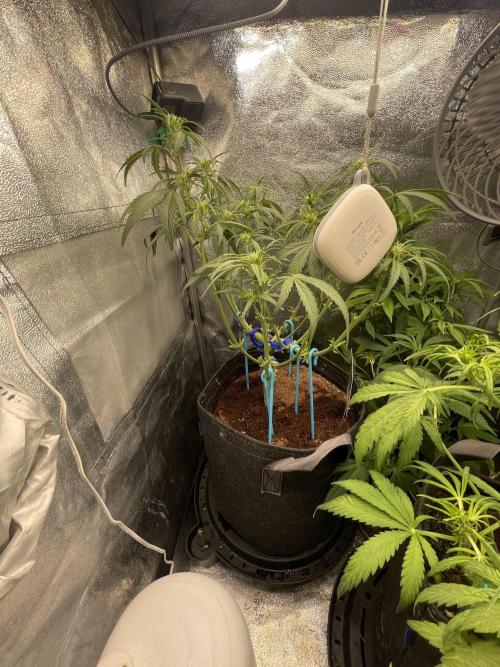 Eternity Cup Grow 2025 Runtz Auto Zamnesia. Week 5