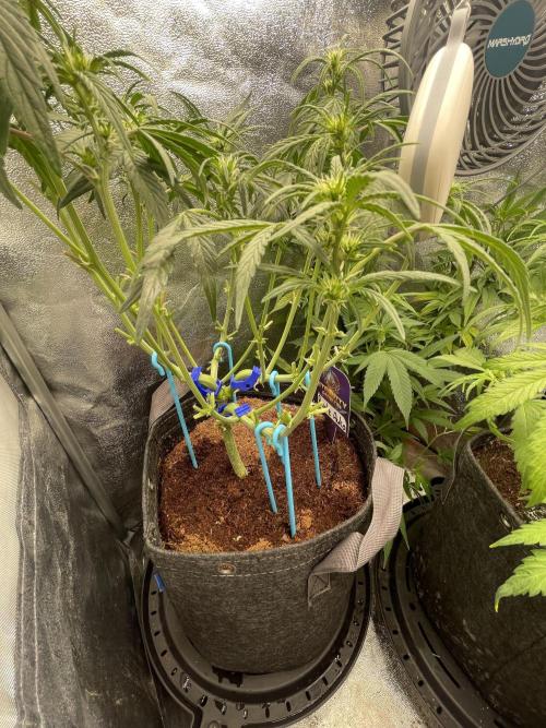 Eternity Cup Grow 2025 Runtz Auto Zamnesia. Week 5