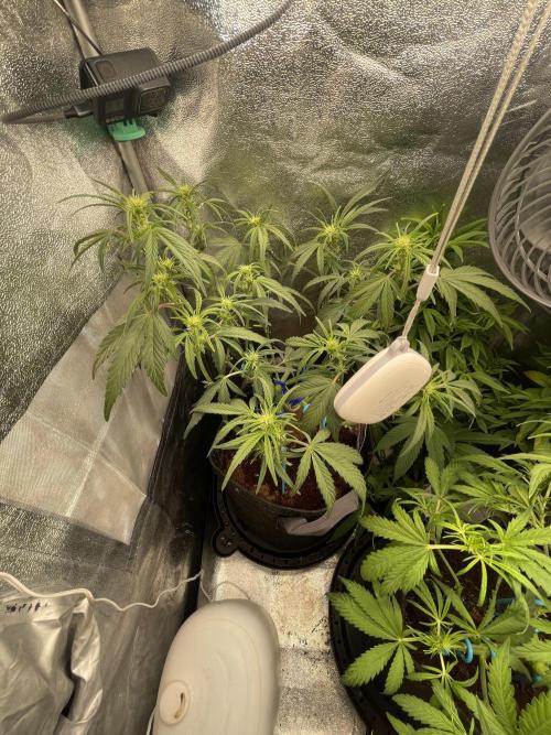 Eternity Cup Grow 2025 Runtz Auto Zamnesia. Week 5