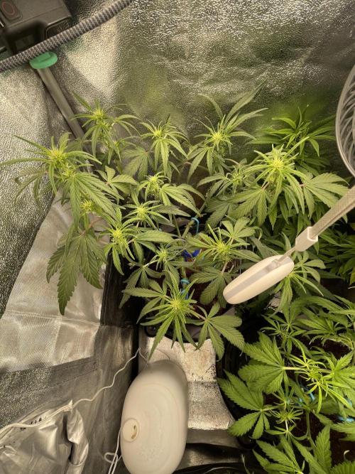 Eternity Cup Grow 2025 Runtz Auto Zamnesia. Week 5