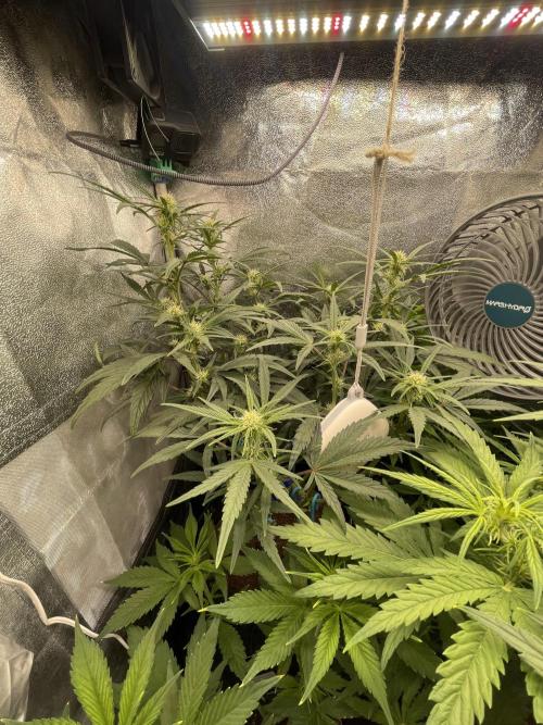 Eternity Cup Grow 2025 Runtz Auto Zamnesia. Week 5