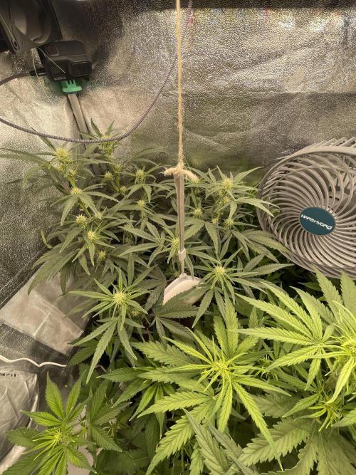 Eternity Cup Grow 2025 Runtz Auto Zamnesia. Week 5