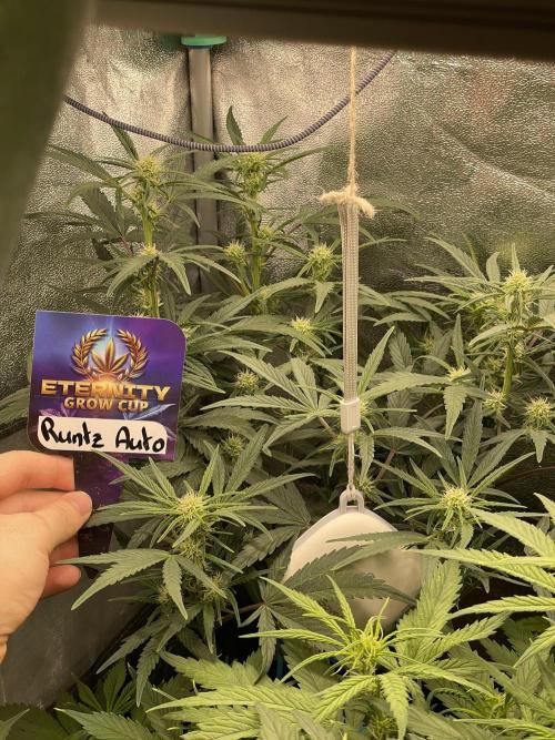 Eternity Cup Grow 2025 Runtz Auto Zamnesia. Week 6