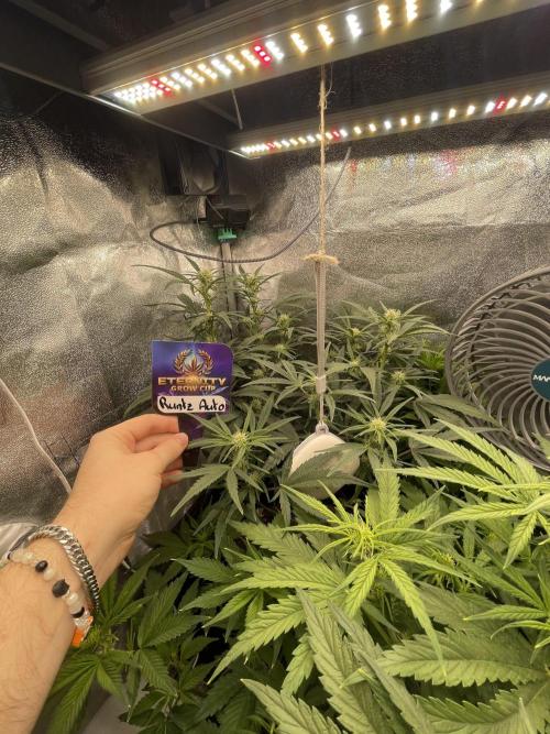 Eternity Cup Grow 2025 Runtz Auto Zamnesia. Week 6